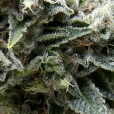 CBD New York City Nasiona Samokwitnące 3 szt Pyramid Seeds