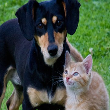 Medizinisches Cannabis und CBD für Katzen und Hunde: Studie 2018