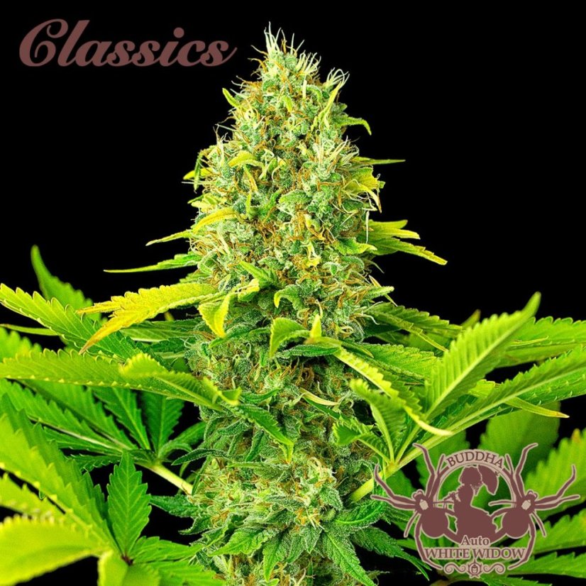 Buddha Auto White Widow, 3er Pack - Buddha Seeds Premium Genetik