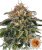 Moby Dick - feminizovaná semínka 3 ks, Barney´s Farm