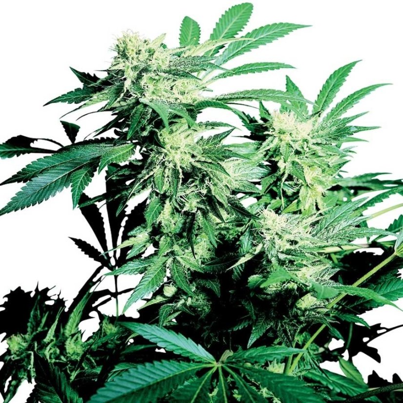 Skunk Kush - 10 ks feminizovaná semínka Sensi Seeds