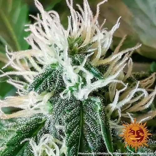 Zkittlez OG Auto - autoflowering marijuana seeds 10 pcs Barney's Farm