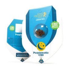 Purplematic CBD - feminizovaná a autoflowering seeds 3 pcs Royal Queen Seeds