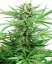 Papi Chulo OG - feminized cannabis seeds 5 pcs, Sensi Seeds