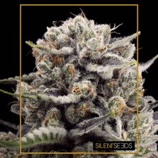 B-45 by BOOBA - feminizované semena 10ks, Silent Seeds