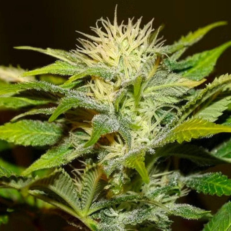 Bruce Banger - feminizované semienka konope 10 ks, Seedsman