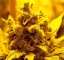 Amnesia Lemon - Feminized Seeds 5 pcs Barney's Farm