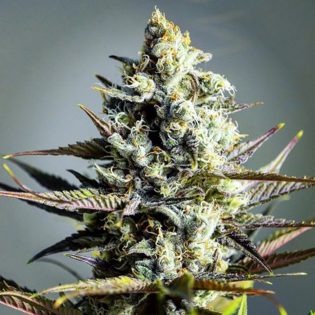 Critical Kush – feminizovaná semena 3 ks Barney´s Farms