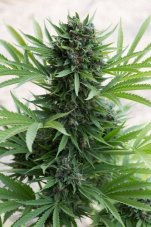 Sour Diesel Auto - fem. And self-sacrificial seeds 5pcs Humboldt OS
