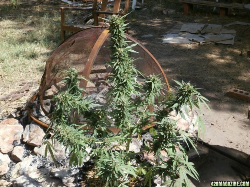 Bubba Kush Auto - fem. a autoflowering semienka 5ks Dinafem