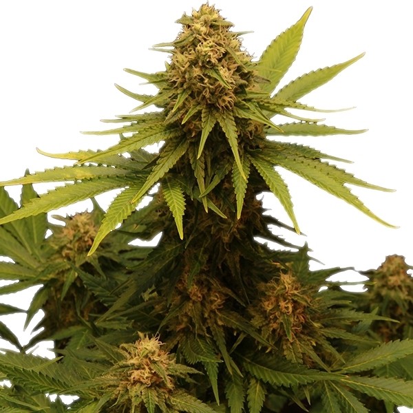 Critical - feminizovaná semínka 5 ks Royal Queen Seeds