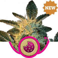 Royal Cookies -feminizované semienka 3ks Royal Queen Seeds