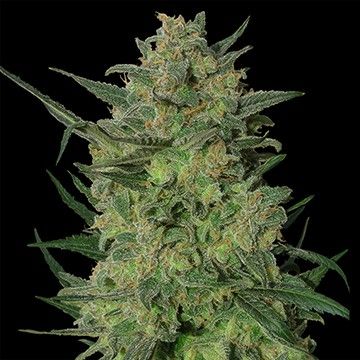 LSD - феминизирани семена Barney's Farm 3 бр.