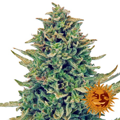 CBD Blue Shark - feminizovaná semienka 3 ks Barney's Farm