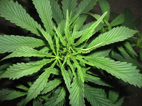 Super Silver Haze 18 štandardizovaných semien Mr. Nice
