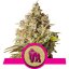 Royal Gorilla - feminizirano sjeme 10 kom Royal Queen Seeds