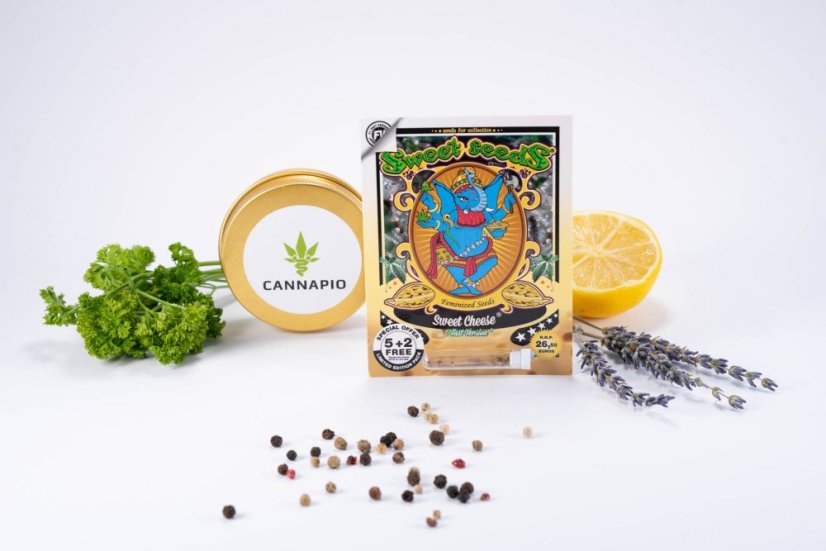 Sweet Cheese Fast Version - feminizovaná semena 3 ks Sweet Seeds