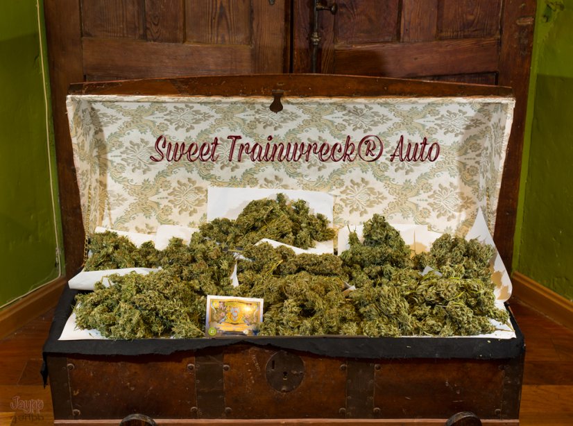 Sweet Trainwreck Auto - feminizované a autoflowering semienka 3ks Sweet Seeds