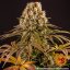 Strawberry Lemonade - feminized marijuana seeds 5 pcs Barney´s Farm