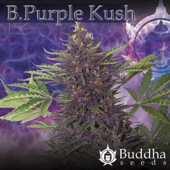 Purple Kush - feminizovaná a samonakvétací semínka Buddha Seeds