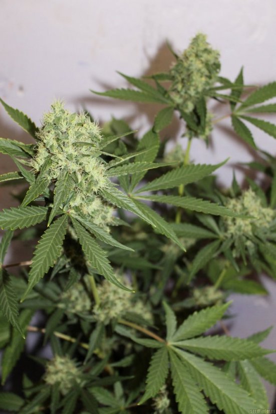 Northern Lights N.5 x Haze 10 ks štandardizované feminizované semená Sensi Seeds