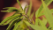 Red Hemp Stems: What Causes Their Coloration?