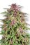 Frisian Dew - Feminizowane 5ks Dutch Passion Seeds