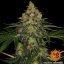 Shiskaberry - feminizované semena marihuany 5 ks Barney´s Farm