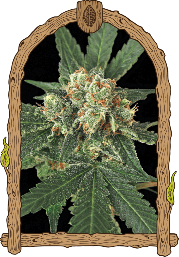 Modrá Opica - feminizované semená, 3 ks, Exotic Seed