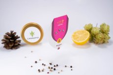 Shogun - feminisierte Samen 3 Stück Royal Queen Seeds