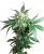 Black Domina - 10 sztuk nasion standardowych Sensi Seeds