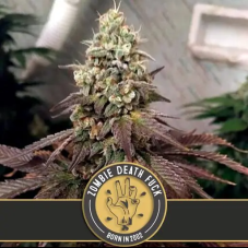 BlimBurn Seeds Zombie Death Fuck Feminized Seeds