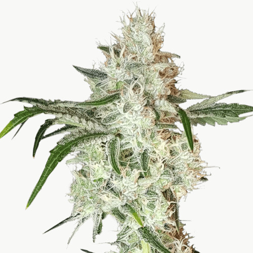 Lemon OG - feminizovaná semena 8 ks, Super Sativa Seed Club