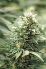 Super Strains Agartha CBD feminizovaná semena
