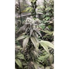 Strawberry Cookies - feminizovaná semena 8 ks, Super Sativa Seed Club