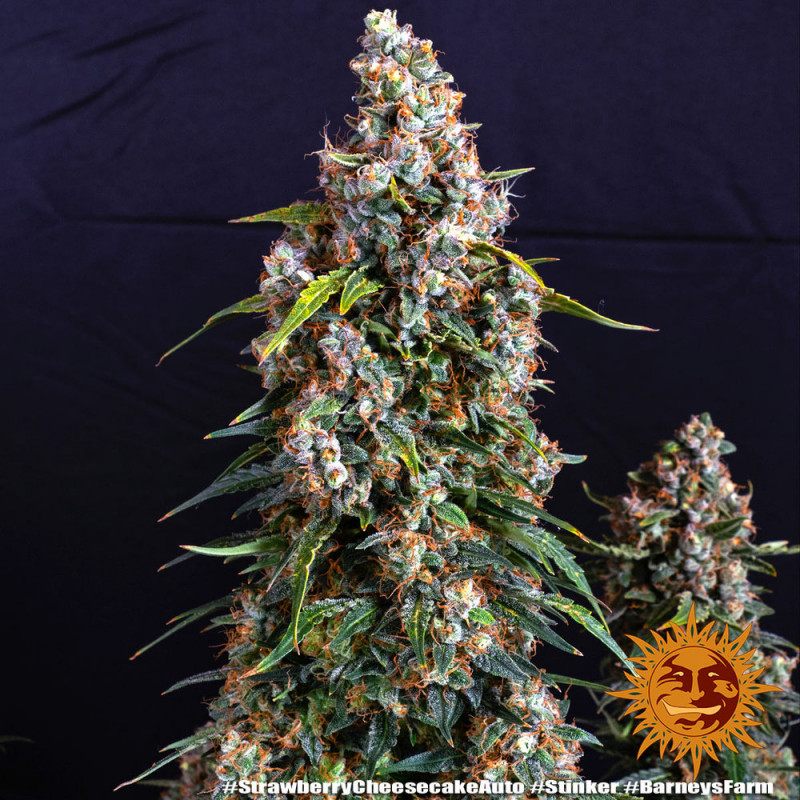 Strawberry Cheesecake Auto - Autoflowering Marihuana Samen 10 Stück Barney's Farm