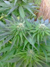 Ruderalis Indica - 10 seeds standardized Sensi Seeds