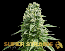 Super Strains Amnesia feminisierte Samen