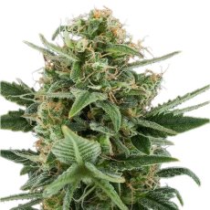 Royal Dwarf - feminizované a samonakvitacie semínka 3ks Royal Queen Seeds