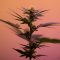 Legendary Cannabis Strains 3: Acapulco Gold