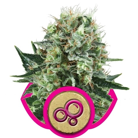 Bubble Kush - Feminized Seeds 10 pcs Royal Queen Seeds