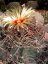 Kaktus Senile (rostlina: Astrophytum senile) – 6 semen kaktusu