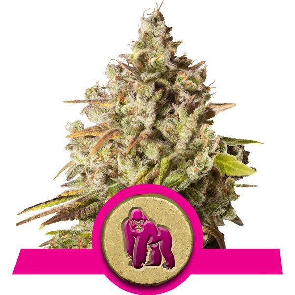 Royal Gorilla - feminizovaná semena 10 ks Royal Queen Seeds