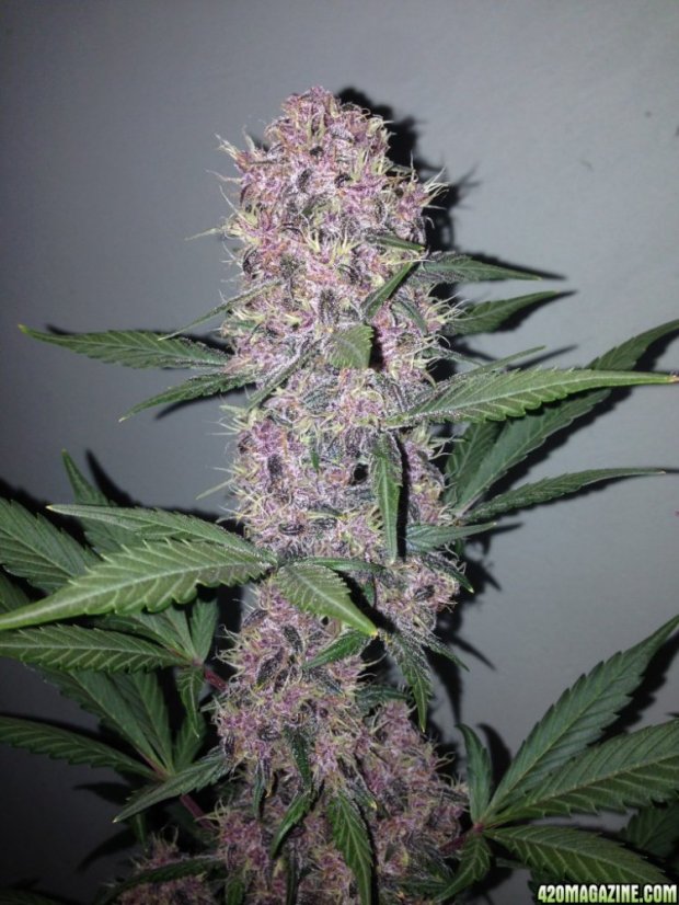 Bloody Skunk Auto - samonakvétací semínka 3 ks Sweet Seeds