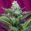 Mohan Ram Auto - autoflowering seeds 5 pcs Sweet Seeds