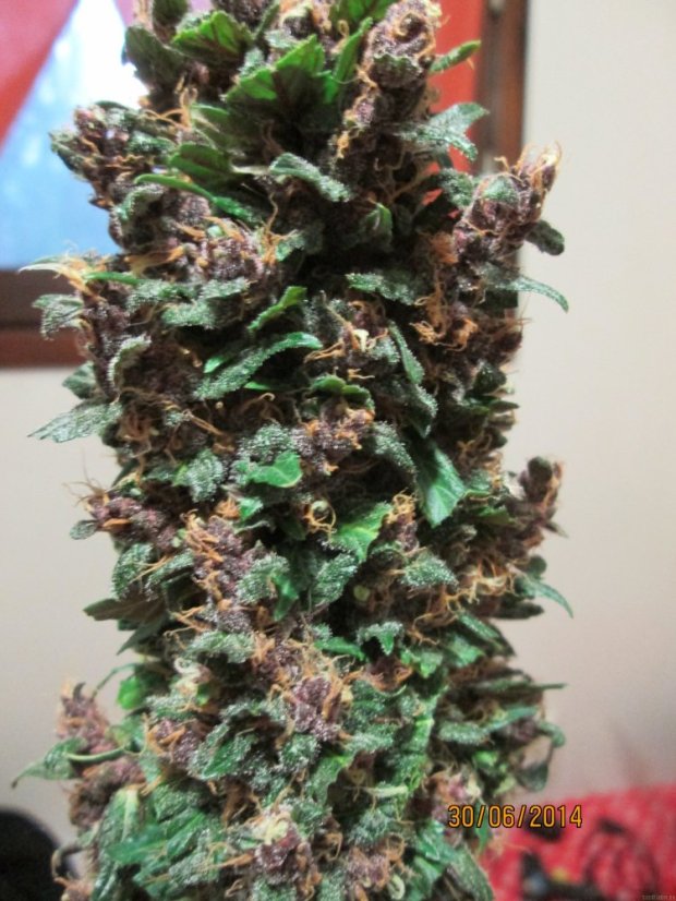 Dark Devil Auto - feminizovaná a samonakvétací semínka 3ks Sweet Seeds