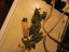 Liberty Haze - feminisierte Samen 10 Stück Barney's Farm