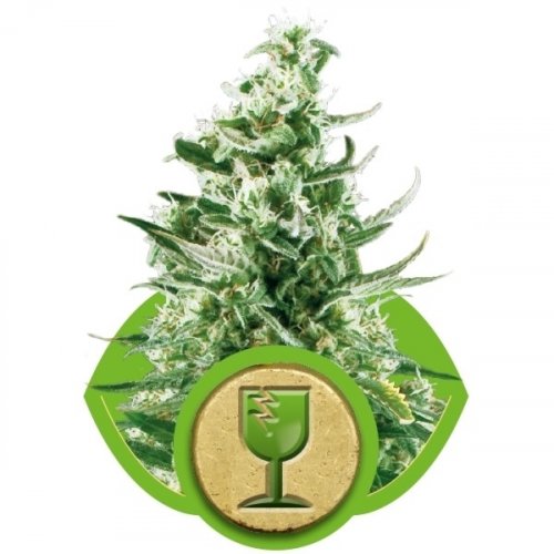 Royal Critical Automatic - feminized And autoflowering seeds 10 pcs Royal Queen Seeds