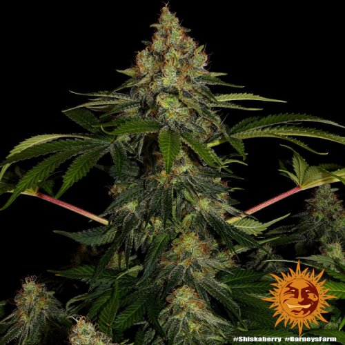 Shiskaberry - feminized marijuana seeds 10 pcs Barney´s Farm