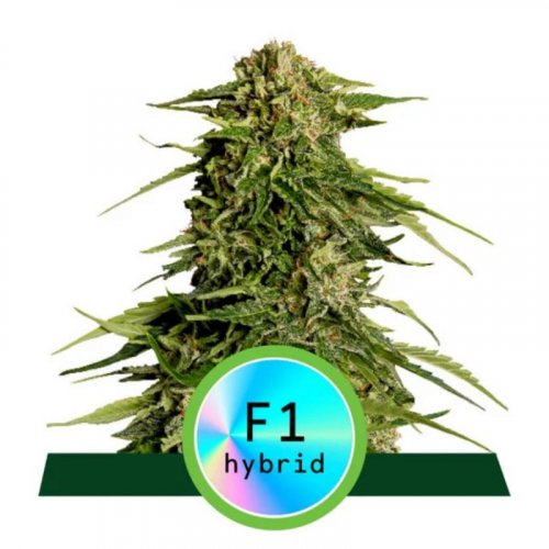 Epsilon F1 - automatycznie kwitnące nasiona marihuany 5 sztuk, Royal Queen Seeds